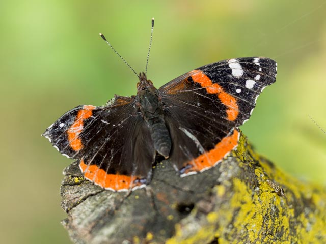 Pomeriggio lungo Naviglio (MI)